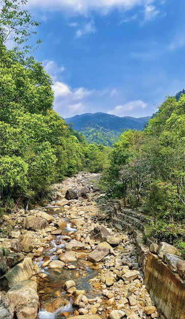 A stream in the forest with mountains in the background