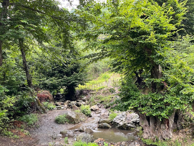 Photo a stream in the forest with a small creek in the foreground and a small creek in the background.