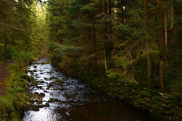 stream in the forest