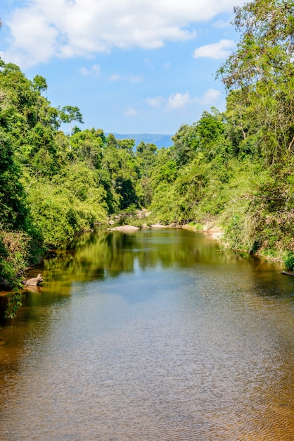 Stream in green forest