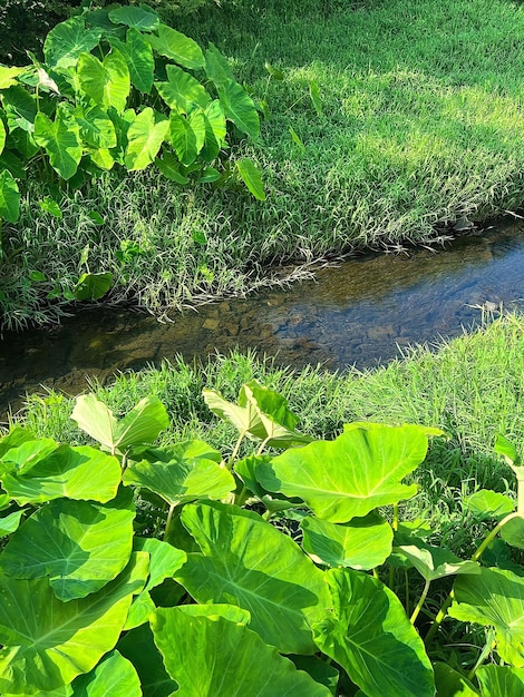 A stream running through a field with green leaves and a green tree in the foreground.