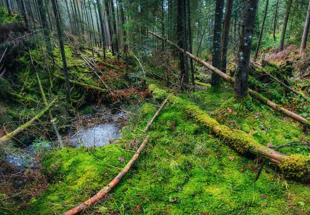 Stream between the trees