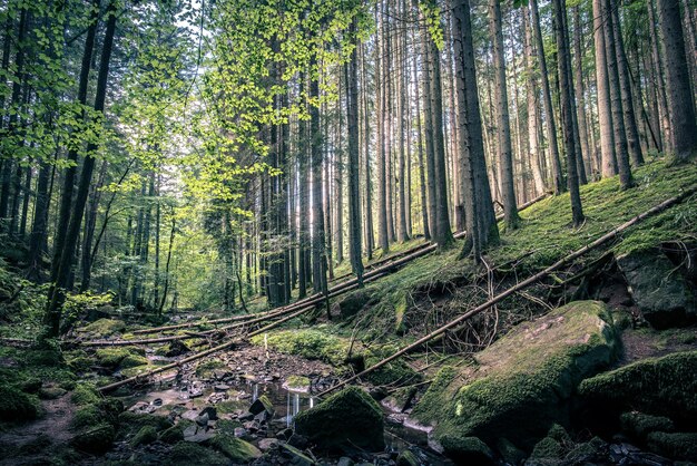 Stream of water on a rocky riverbed in a forest along the Monbachtal trail in Germany