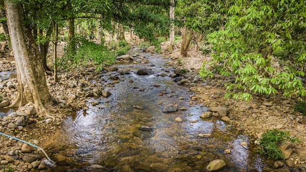 Streams in the forest