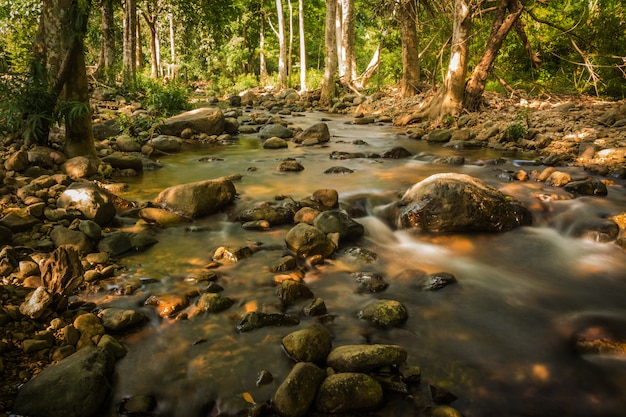 Streams in the forest