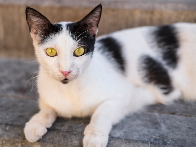 Street black and white cat with yellow eyes looking at the camera