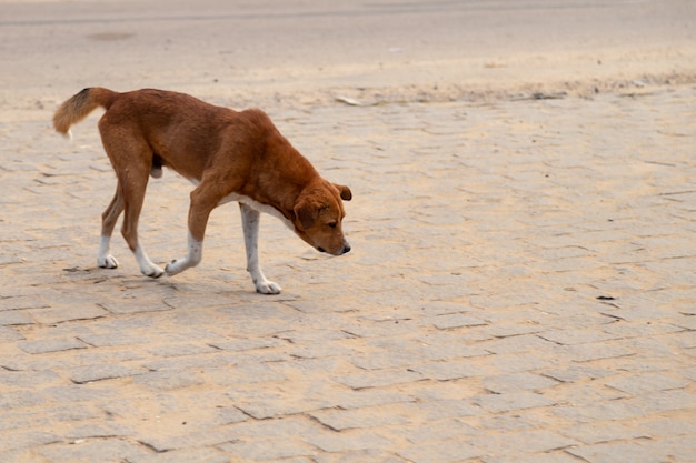 Street dog on the island of Madagascar