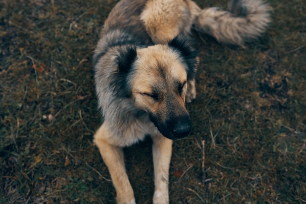 Street dog karakh outdoors landscape travel High quality photo