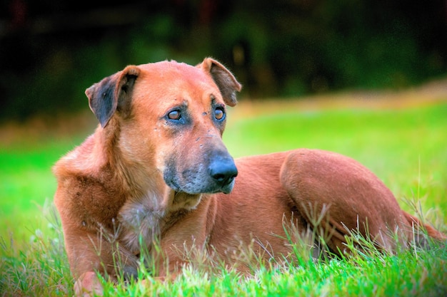 Street Dog Sitting on the Grass and looking awayxA