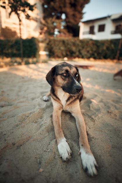 Street dog with eyes of different colors Dog with green and blue eyes Loyal street puppy during summer evening