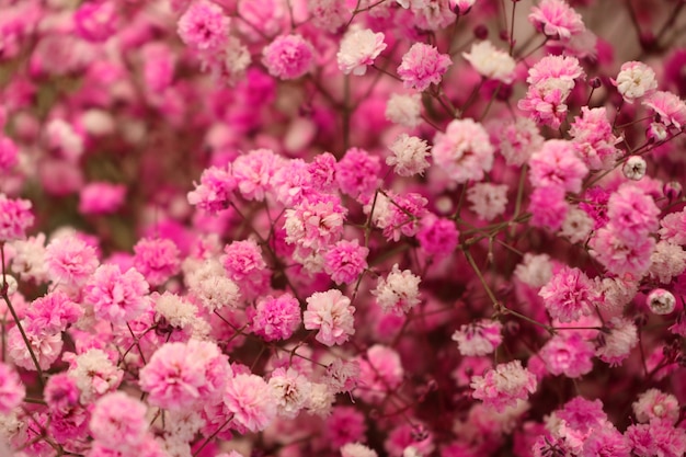 street flower shop in korea