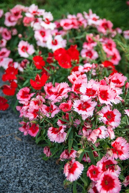 Street flowerbed