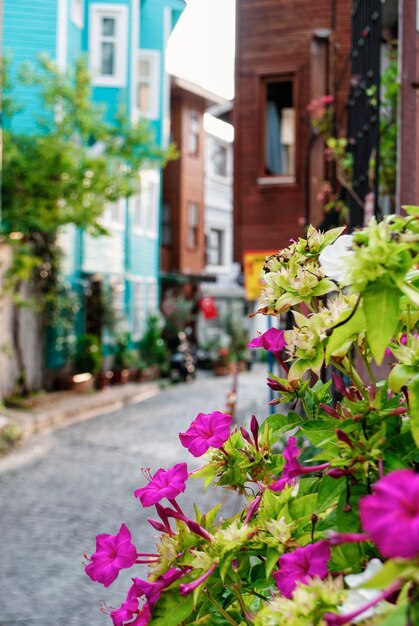 A street of Istanbul with a flowering bush of flowers against the backdrop of bright houses