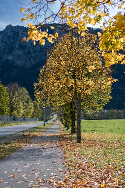 Street Natural Landscape