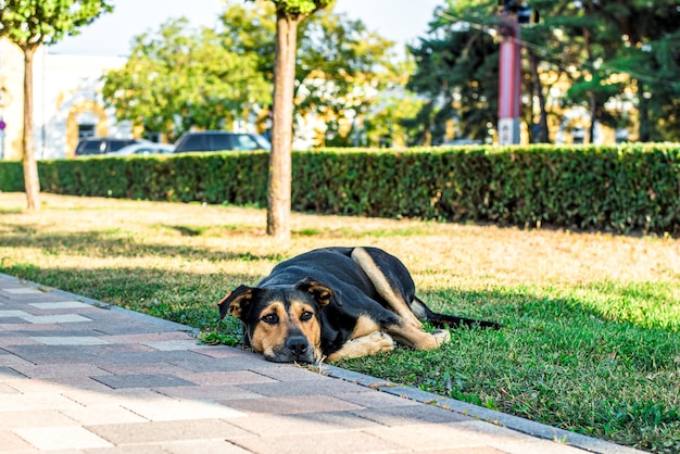 Street stray dog lies on the lawn in the city. Sad dog