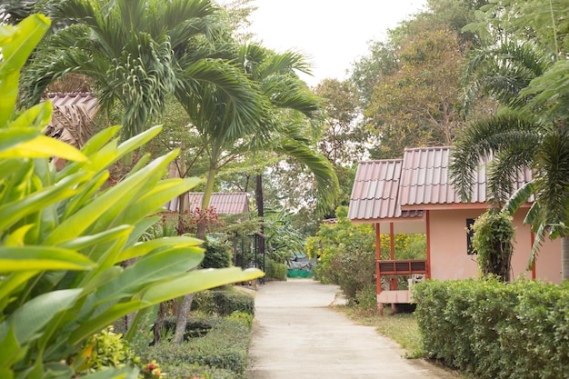 Street of tropic bungalow hotel with palm tree holiday place