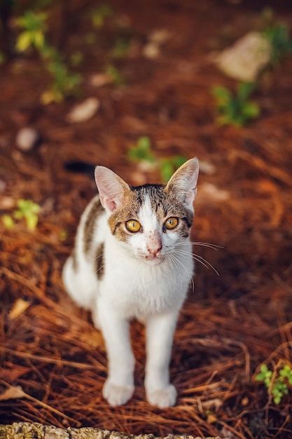 Street white cat staring into the camera