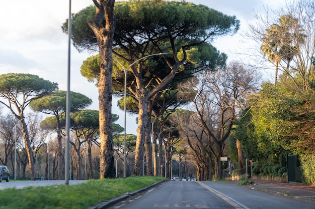 A street with a row of trees lining the road