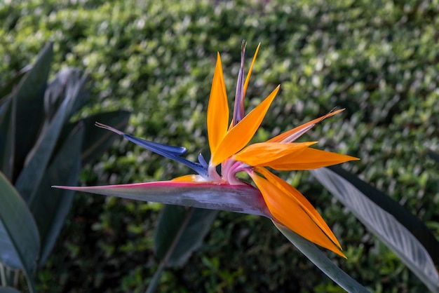 Strelitzia or bird of paradise Beautiful orange flower in Madeira island