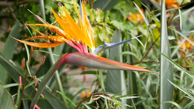 Strelitzia bird of paradise tropical crane flower, California. Orange exotic floral blossom.