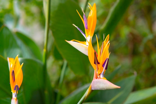 Strelitzia exotic plant flower tropical closeup