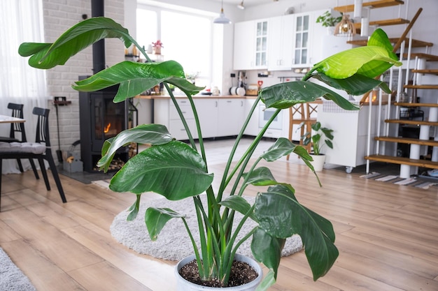 Strelitzia nicolai closeup in the interior on the stand Houseplant Growing and caring for indoor plant green home in scandinavian loft style with metal stove fireplace with hot fire