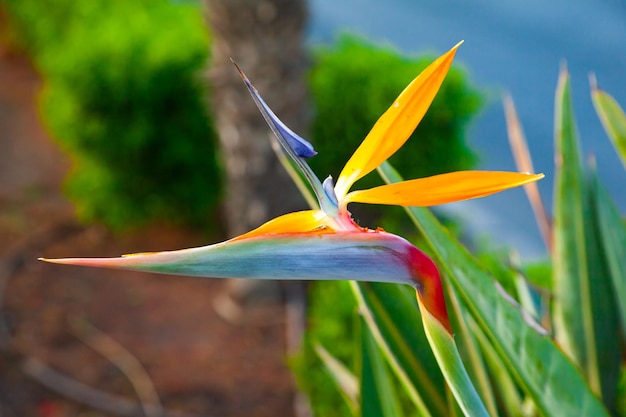 Strelitzia reginae Blooming flower of the plant strelitzia royale