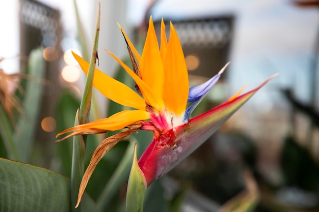 Strelitzia royal Crane flower close up