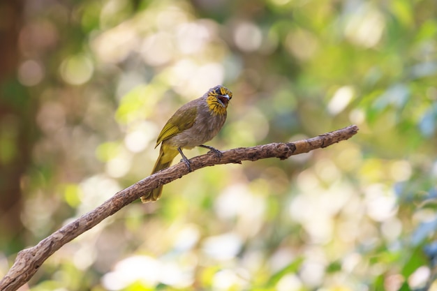 Stripe-throated Bulbul Bird, standing on a branch in nature of thailand