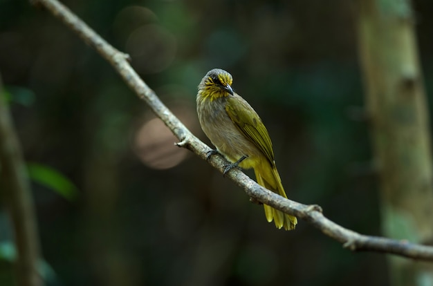 Stripe-throated Bulbul Bird, standing on a branch in nature