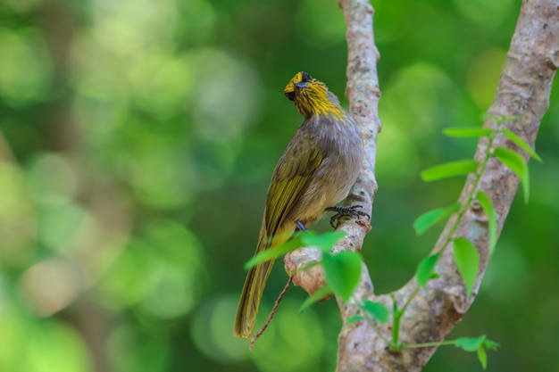 Stripe-throated Bulbul Bird, standing on a branch in nature