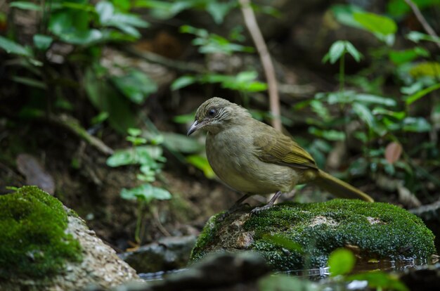 Stripe-throated Bulbul on a branch (Pycnonotus finlaysoni)