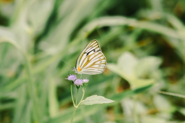 Striped Albatross on purple flowers