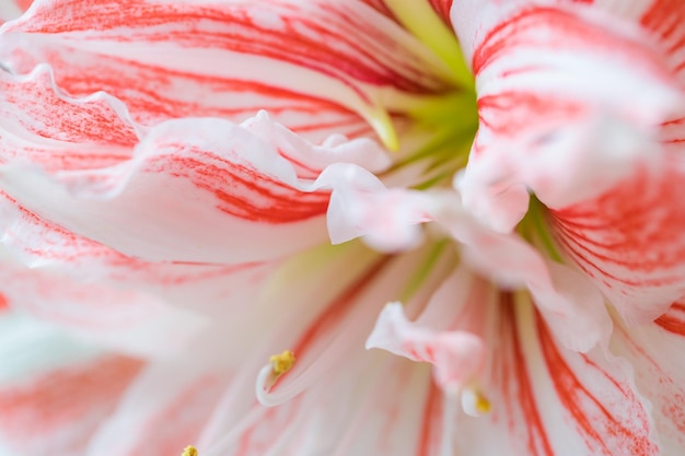 Striped Barbados lily close up