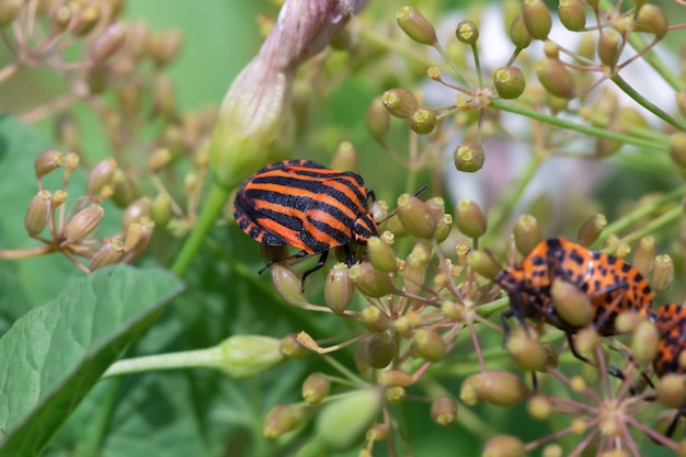 Striped beetle "Graphosoma lineatum" in dill flowers close-up