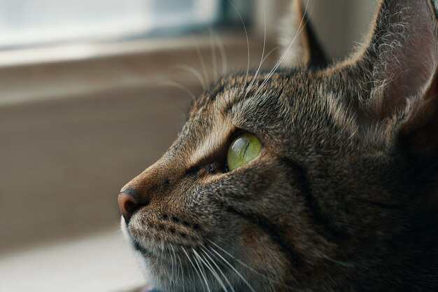 Striped cat in basket near windowsill kitten with green eyes looks out window close up animal portrait