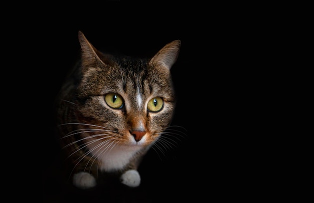 Striped cat isolated on black background. Close-up.