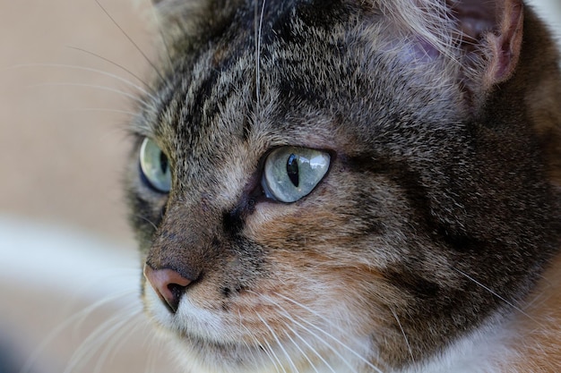 Striped cat looks into the distance Cat's eyes close up Blue cat eyes