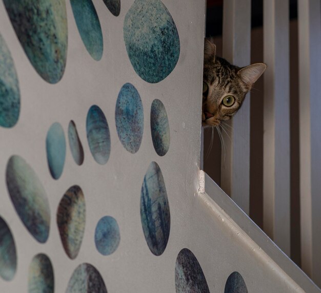 A striped cat peeks out Outbred cat