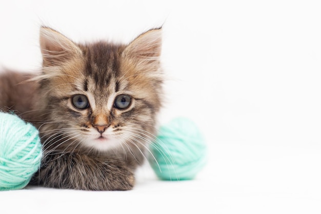 Striped cat with blue balls skeins of thread on a white bed An article about kittens An article about pets A curious little kitten looking into the camera