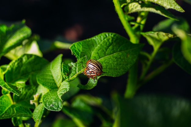 Striped Colorado Beetles on potato leaves