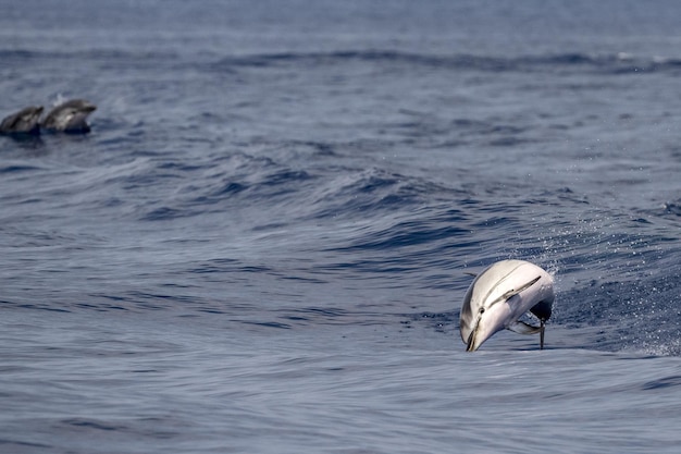 Striped Dolphin while jumping in the deep blue sea