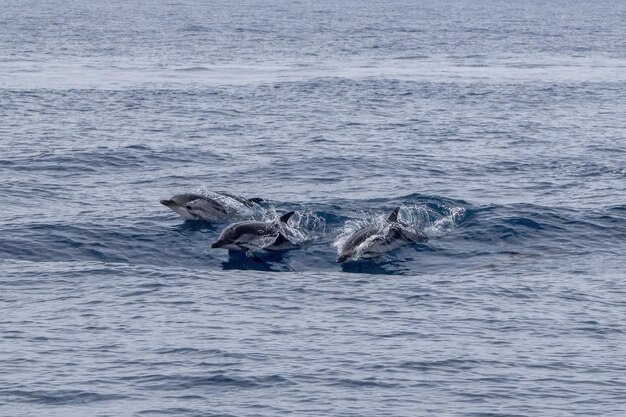 Striped dolphins stenella ceruleoalba jumping