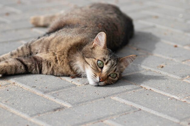 striped domestic cat poses for the camera on a sunny day beautiful cat fur