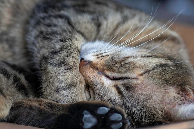 striped domestic cat poses for the camera on a sunny day beautiful cat fur