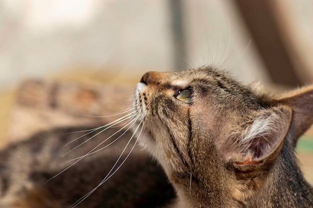 striped domestic cat poses for the camera on a sunny day beautiful cat fur