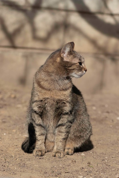 striped domestic cat poses for the camera on a sunny day beautiful cat fur