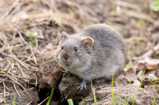 The striped field mouse