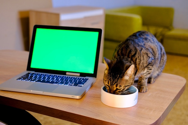 Striped grey cat eating from the plate on the wooden table near chromakey green display on silver