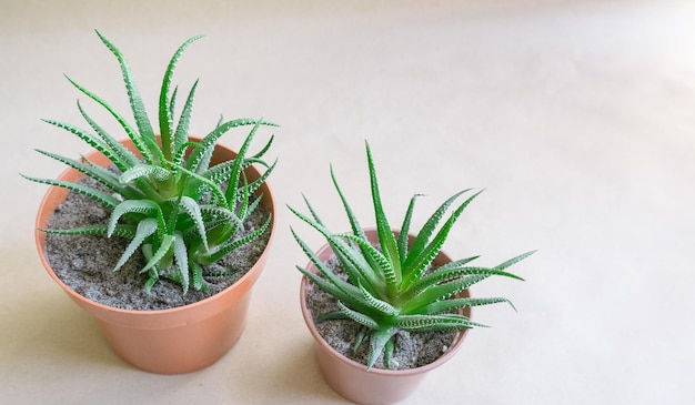 Striped haworthia Haworthia fasciata in brown pots